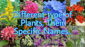 This is a list of plants organized by their common names. Plant Name Different Type Of Plants Home Facebook