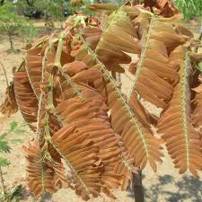 Image result for Brachystegia boehmii