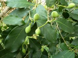 Image result for Chionanthus foveolatus