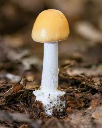 Image result for Blotiella currorii