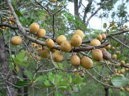 Image result for Uapaca guineensis