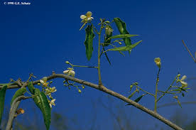 Image result for Dalbergia bracteolata