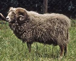 Ouessant Bretonisches Zwergschaf Schafe Schafrassen Alpakas