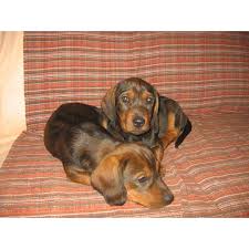 Image result for alpský brakýř jezevčíkovitý