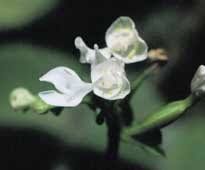 Image result for Disperis katangensis