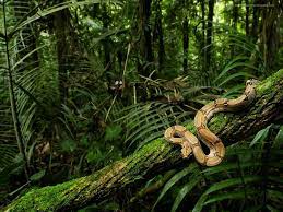 Wildlife Images Wildlife Hd Wallpaper And Background Photos 21003832 Rainforest Animals Congo Rainforest Jungle Images