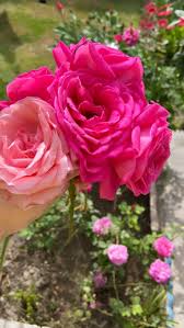 pin on منشوراتي