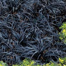Black Mondo Grass Black Mondo Grass Mondo Grass Purple Plants