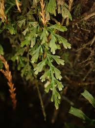 Image result for Abrodictyum rigidum