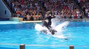 Jessica Radcliffe Orca Trainer Ai | TikTok