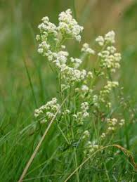 Image result for Galium stenophyllum