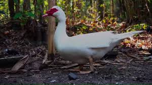 Seperti meri untuk anak mentok/bebek, ada nener anaknya bandeng dan bledug panggilan anak gajah. Bebek Angsa Atau Entok Mentok Hewan Binatang Ternak Duck Farm Animals Youtube