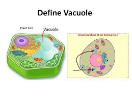 These digestive organelles are replaced in the plant with the central vacuole , which serves as a large lysosome as well as an organelle to store water. Cell Unit Review Ppt Video Online Download