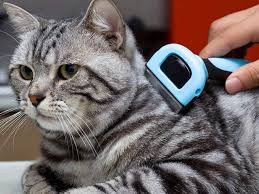 Kedi Ve Kopeklerde Asiri Tuy Dokumu Petcode