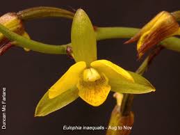 Image result for Eulophia clitellifera