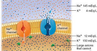 The Electrical Potential Or Neuronal Transmission Begins With Resting Membrane Potential Which Is Due To Extracellular Fluid Fluid And Electrolytes Np School
