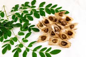 Image result for Moringa