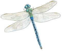 Photos Libellule Illustration Dessin Libellule Libellule Libellule Bleue