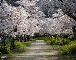 Cherry tree (card with stylized vector blossom). Dirt Road Between White Leaf Tree National Geographic Trees Nature Cherry Blossom Hd Wallpaper Wallpaperbetter