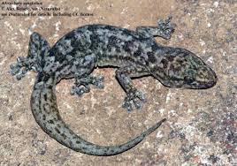 Image result for Pandiaka rubrolutea