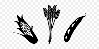 Download root crops stock vectors. Crops Wheat Corn Soy Agriculture Harvest C Corn And Soybean Clipart Free Transparent Png Clipart Images Download