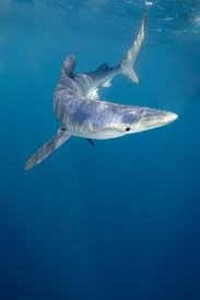 Names Birds That Start With B A List Of Animals That Start With B This Large Collection Of Animals Starting With B Contains The Meaning And An Example Of The Wo Blue Shark Cute Shark Shark