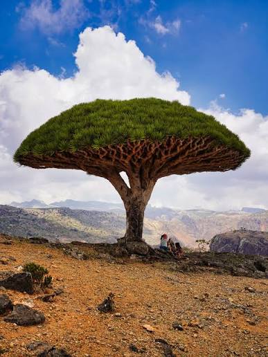 Dracaena cinnabari - Wikipedia