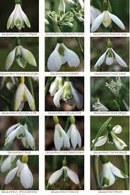 Snowdrop Varieties Snowdrop Plant Blooming Plants Winter Plants