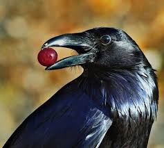 Common Raven The National Bird Of Bhutan Raven Bird Crow Raven