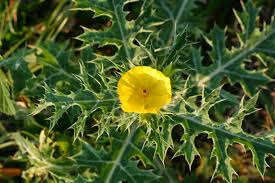 Image result for Argemone mexicana