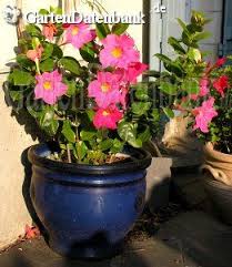 Dipladenia Mandevilla Die Dipladenia Nach Der Form Ihrer Bluten Auch Trichterblute Genannt Ist Eine Kubelpflanzen Winterhart Topf Und Kubelpflanzen Pflanzen
