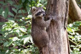 Maybe you would like to learn more about one of these? Three Tips On How To Deter Raccoons Nite Guard