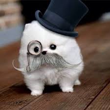 Top 10 most expensive animals ever sold. Cristina From Boss Hog Gives Us Her Top 10 Cute Animals For An Ugly Year