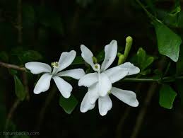 Image result for Turraea obtusifolia