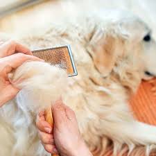 It can affect your pet's skin and its endocrine system, lymphatic system, and immune system. Hair Loss In Dogs Symptoms Causes Diagnosis Treatment