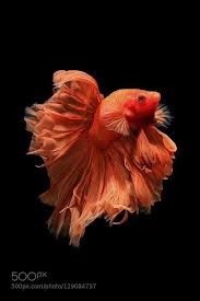 Pin By Amy Morris On Fish Betta Fish Betta Fish Tank Siamese Fighting Fish