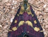 Image result for Pyrausta purpuralis