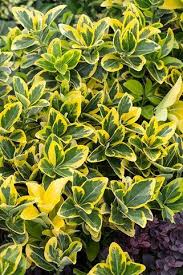 Maybe you would like to learn more about one of these? Euonymus Shrubs For Landscaping Golden Euonymus Landscaping Shrubs