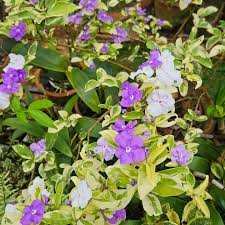 Image result for Brunfelsia pauciflora
