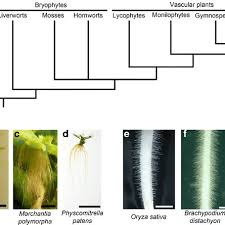 Learn vocabulary, terms and more with flashcards what is hair? Examples Of Root Hair Like Structures In Plants A Cladogram Download Scientific Diagram