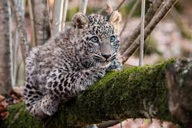 The leopard (panthera pardus) is one of the five extant species in the genus panthera, a member of the cat family, felidae. O Vozrozhdenii Peredneaziatskogo Leoparda V Dikoj Prirode Takogo Nikto Ne Delal Ni V Rossii Ni V Mire Russkoe Geograficheskoe Obshestvo