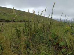 Image result for Coleus calycinus