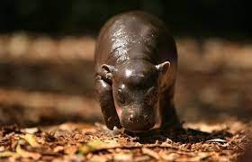 baby pygmy hippo bad cats dangerous animals animals