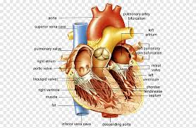 Daniel nelson on june 5, 2018 8 comments ! Anatomy Of The Heart Anatomy Of The Heart Diagram Human Body Heart Heart Human Png Pngegg