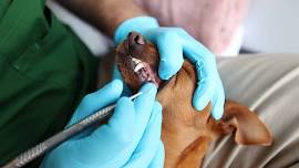 Ladera Ranch - Dog dental cleaning