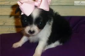 Black And White Long Haired Chihuahua Puppy Meet Itsey A Cute Chihuahua Puppy For Sale For 850 Tiny Black White Long Hair Itsey Cute Chihuahua Chihuahua Puppies For Sale Long Haired Chihuahua Puppies