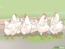 3 Ways To Help A Pecked Chicken With A Wound Wikihow