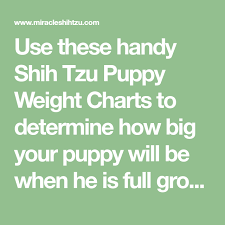 Shih Tzu Puppy Weight Chart Calculate The Adult Size Of A