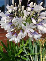 Image result for Cliffortia nitidula