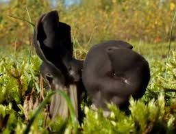 Maybe you would like to learn more about one of these? Helvella Lacunosa Elfin Saddle Fungus